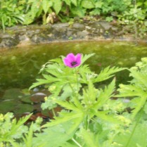 Flower by the pond