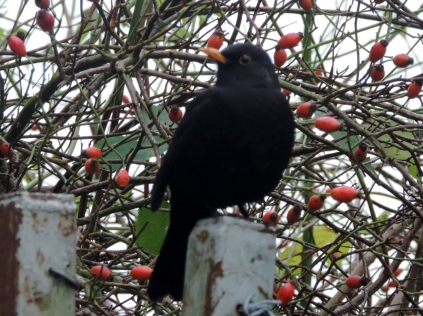 Blackbird by Clatto reservoir