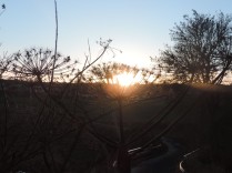 Sunset behind hogweed
